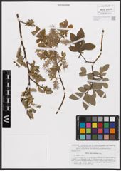 Salix bebbiana Sarg.